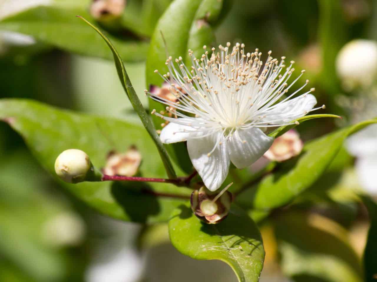 Μυρτιά Myrtle