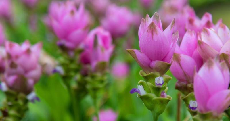Curcuma