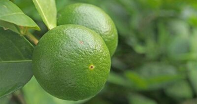 Lime