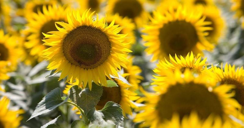 Sunflower