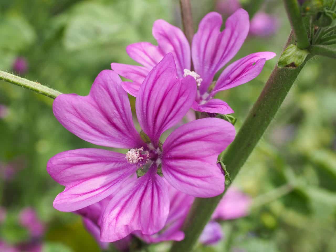 Μολόχα Mallow